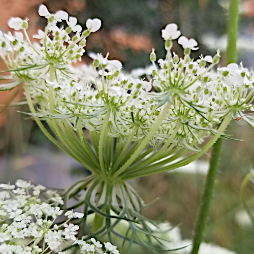 Wilde Möhre / Daucus carota